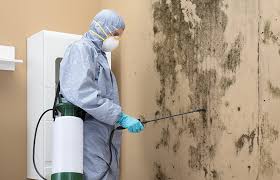 Why You Should Choose Our Mold Remediation Services in Avon, CO